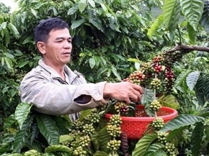 Dak Lak coffee farmers supported with sustainable farming techniques - ảnh 1